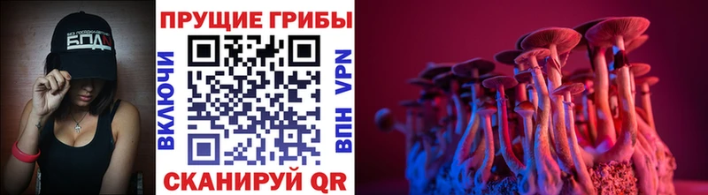 купить   Вилюйск  Псилоцибиновые грибы Psilocybine cubensis 